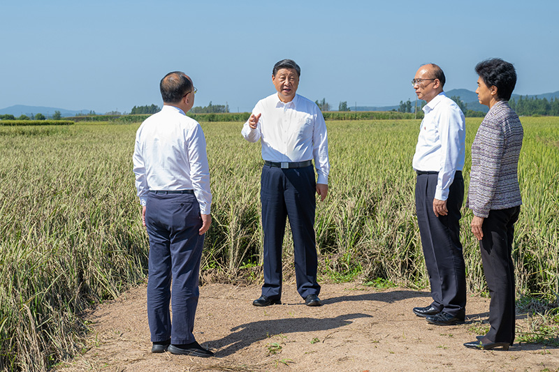 9月6日至8日，中共中央總書記、國家主席、中央軍委主席習近平在黑龍江考察。這是7日上午，習近平在遭受洪澇災害的哈爾濱尚志市老街基鄉龍王廟村，察看水稻受災情況。